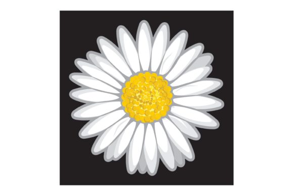 Daisy Flower Isolated on Black