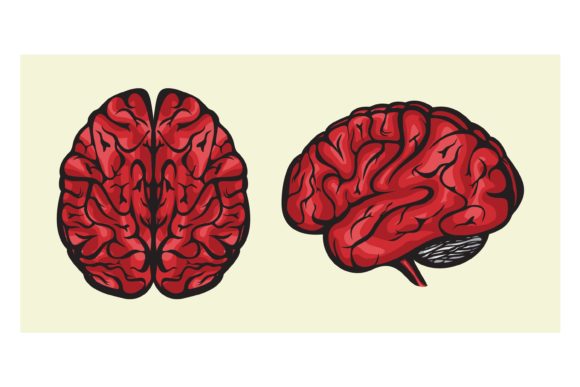 Human Brain and Its Role in Creative Design Workflows