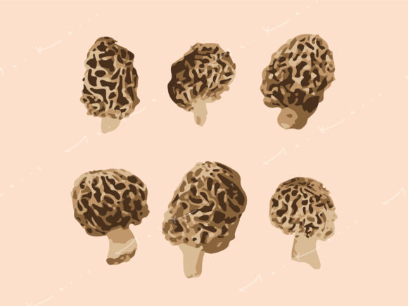 Morel Mushrooms SVG Bundle